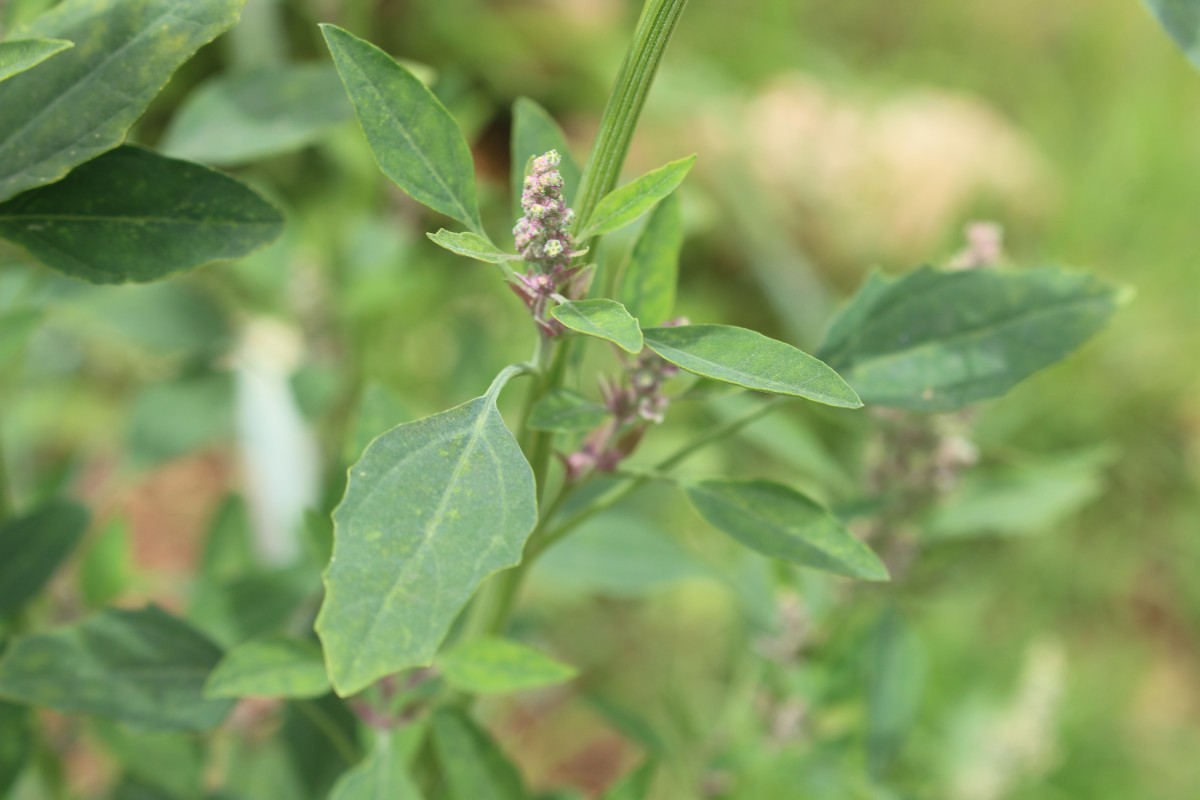 Chenopodiastrum murale (L.) S.Fuentes, Uotila & Borsch